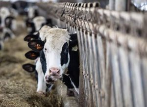 Dairy Supply Management: Can Canada Protect It While Expanding US Access?