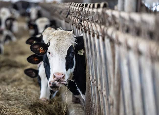 dairy supply management Canada dairy farm